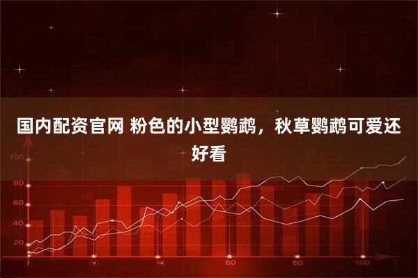 国内配资官网 粉色的小型鹦鹉，秋草鹦鹉可爱还好看