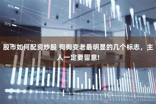 股市如何配资炒股 狗狗变老最明显的几个标志，主人一定要留意!